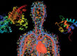 Quantum computing for drug response optimisation